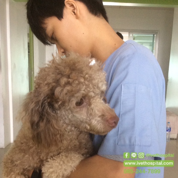 “ โกโก้เป็นหูน้ำหนวก” “ โกโก้เป็นหูน้ำหนวก”